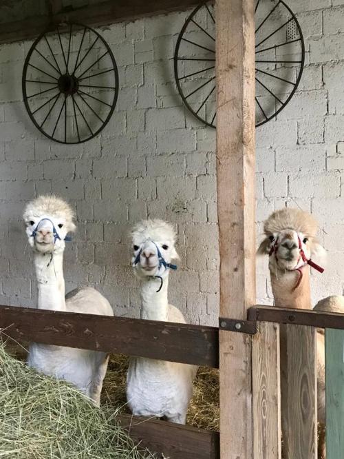 Alpakas