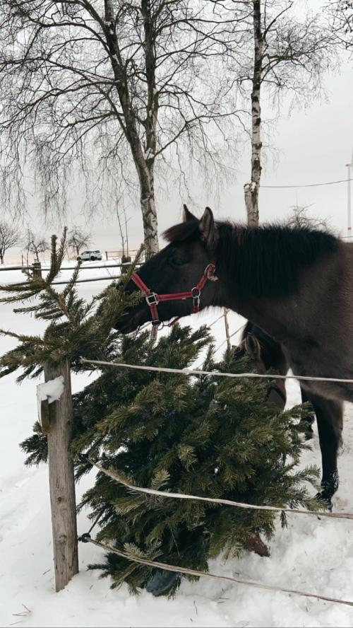 Pferd Haga