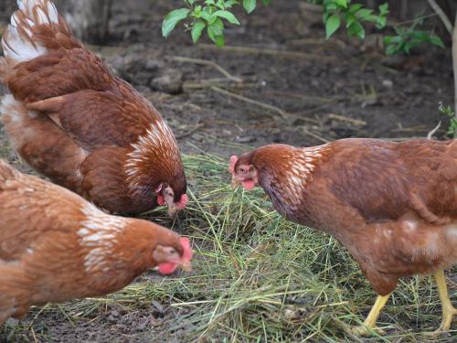 Hühner auf dem Ferienhof