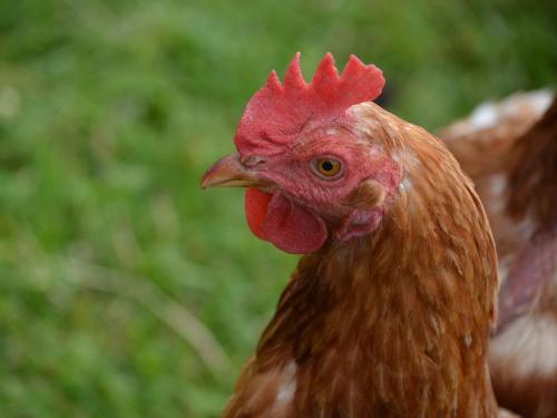 Frische Eier der eigenen Hühner