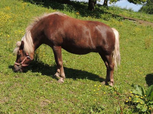 Unsere beiden Ponys freuen sich auf Besuch