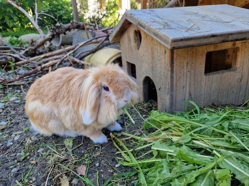 Hase Flitzi