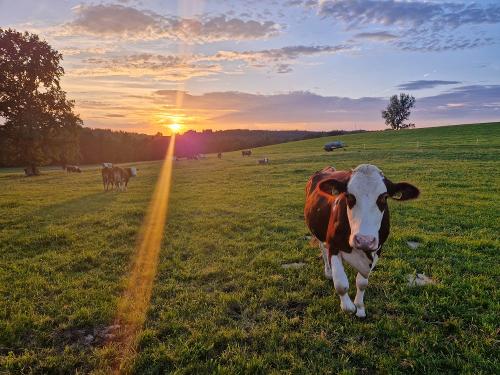 Sonnenuntergang mit Weidebetrieb