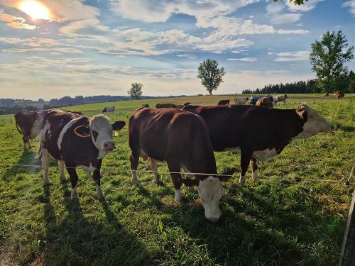 Milchkühe auf der WEIDE
