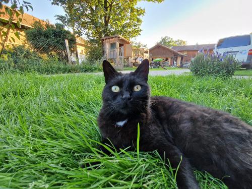 Katze Lola