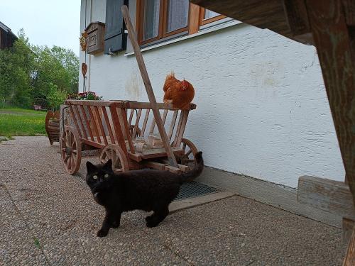 Katze Blacky mit Huhn