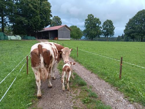 Geburt auf der Weide