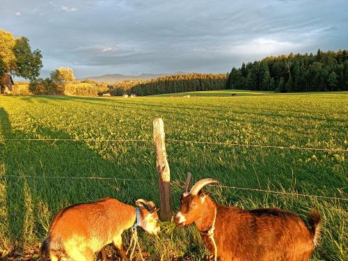 Spaziergang mit Ziegen Schnucki und Franzl
