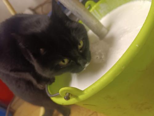 Kater Xaver