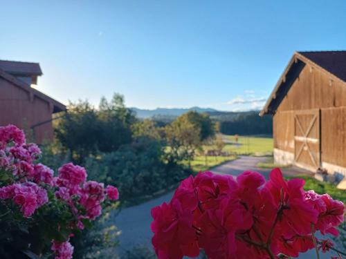 Ausblick mit Geranienblüte