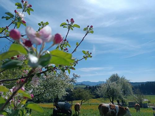 Obstgarten und Kälberweide