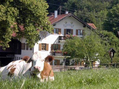 hausbabsi1
