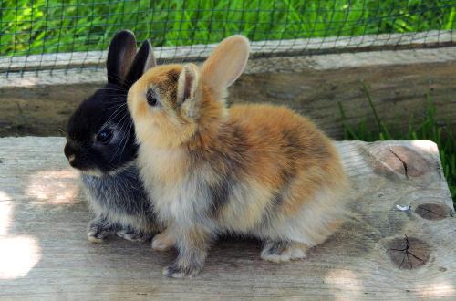 Hasenbande mit Bibi und Tina