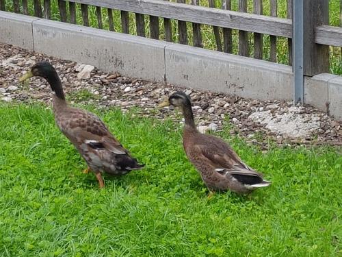 Haben immer was zu schnattern: Die Enten