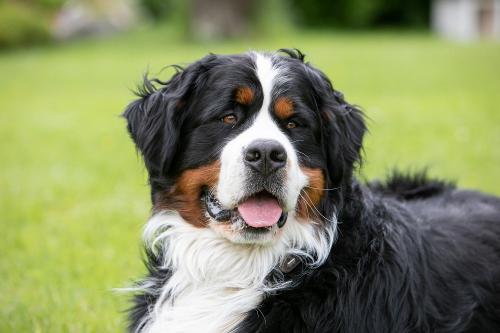 Groß, schwarz, super lieb: Berner-Senn-Hund Vitus