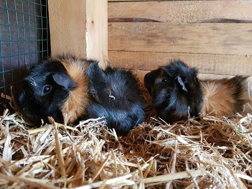 Die Meerschweinchen Flip und Flop