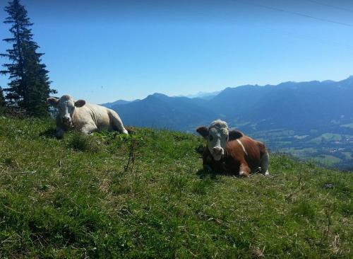 Genießen den Sommer auf der Alm: Die Rinder
