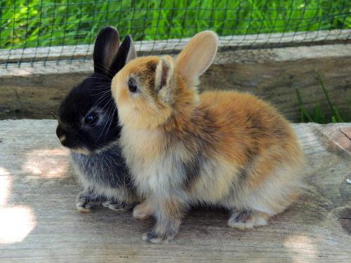 Hasenbande mit Bibi und Tina