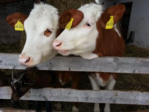  Wo bleiben denn heute die Gästekinder mit dem harten Brot !