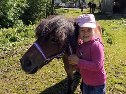 Pony zum Striegeln und Streicheln