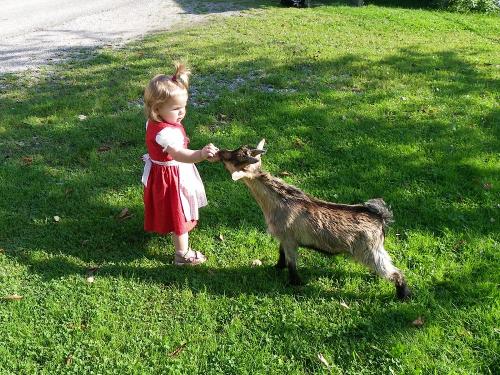 Die Ziegen sind nur für die Gästekinder da!