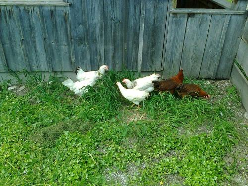 Gegacker ohne Ende  Unsere Hühnergang im Sommer