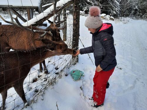 Hirschfütterung im Winter