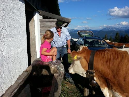 Unser Jungvieh verbringt den Sommer auf der Alm