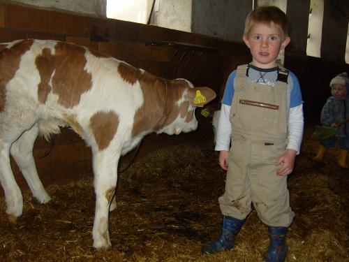 Kalb