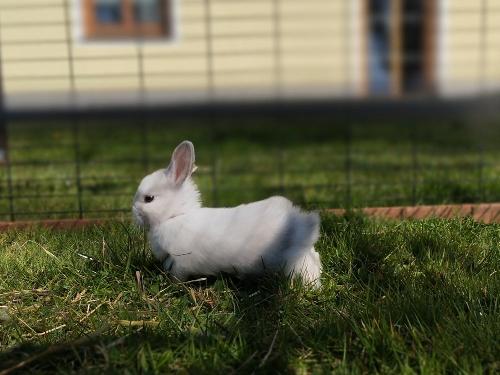Erster Auslauf im großen Gehege