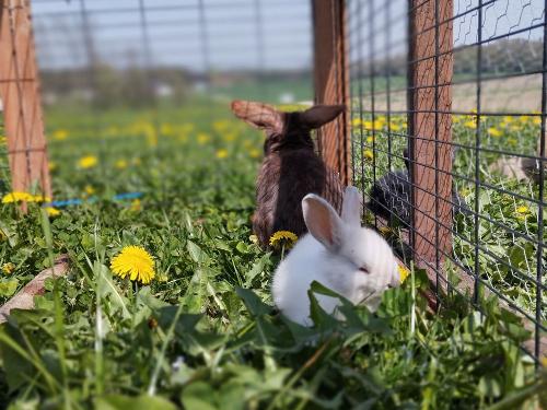 Glückliche Hasen