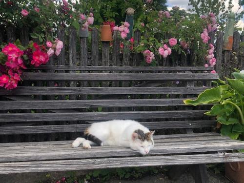 katze