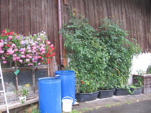 Die Tomaten sind zum Naschen da.