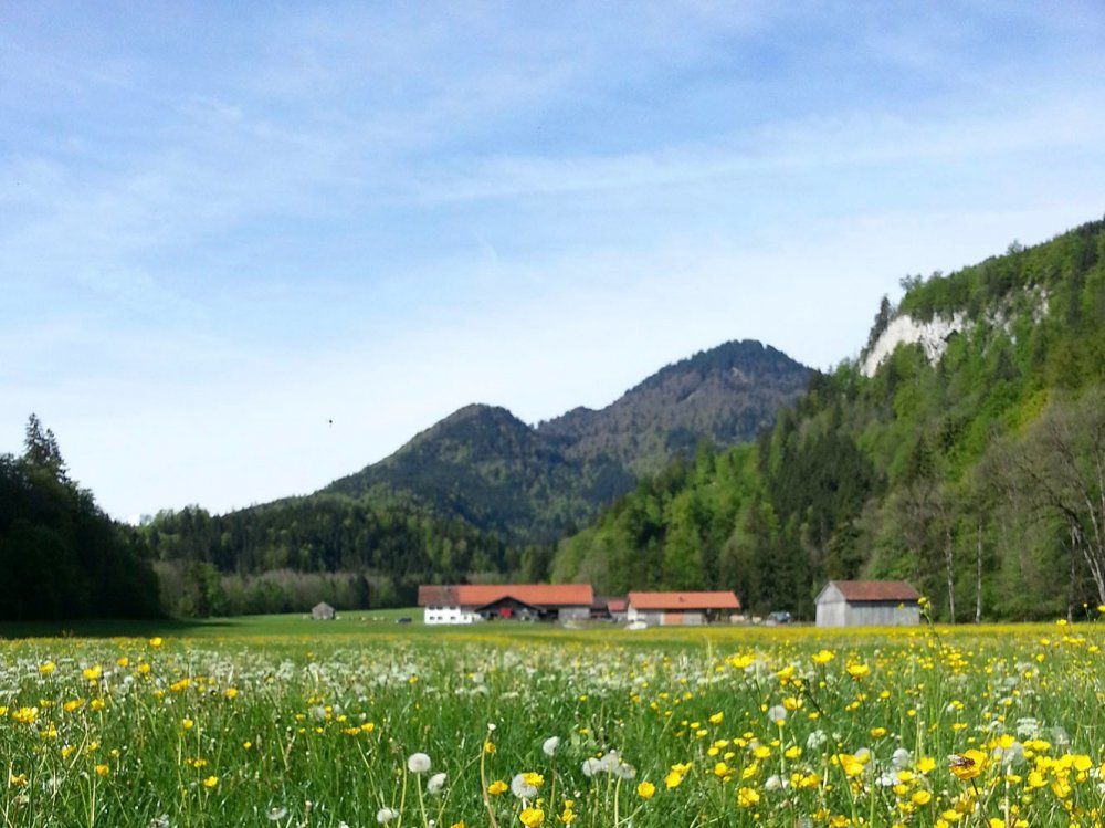 Blumenwiese vor Hof