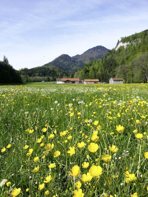 Blumenwiese vor Hof