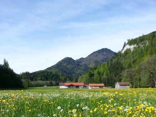 Blumenwiese vor Hof