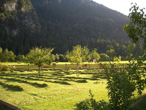 Heuernte