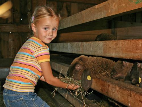 kinderbeimftternderschafe