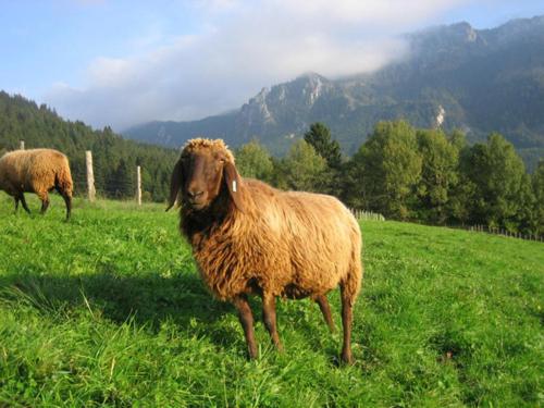 braunesbergschaf
