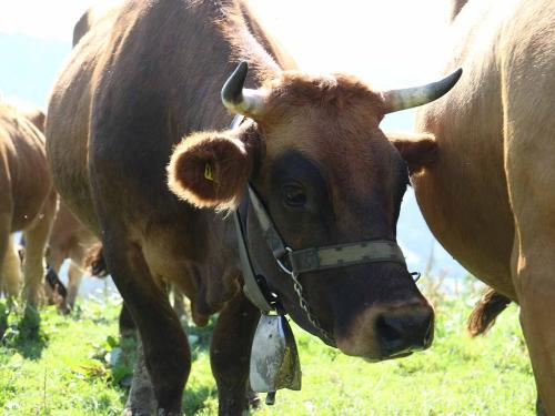 Murnau Werdenfelser Rind