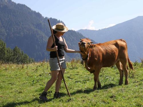 Murnau Werdenfelser Rind