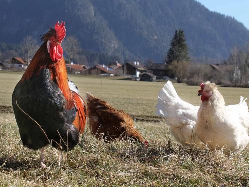Gockel mit Hühner