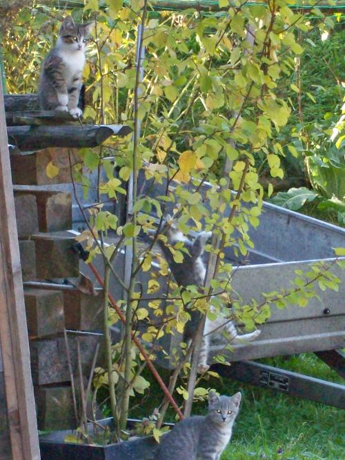 Katzen