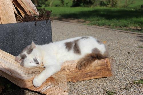 Katze