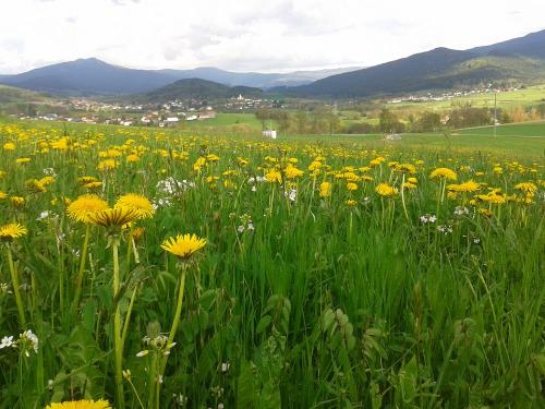 Sommerblumen