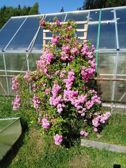 Rosenpracht