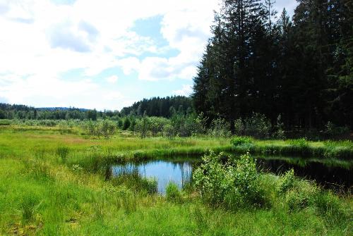 Moor Totenau