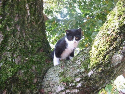 Katze auf der Lauer