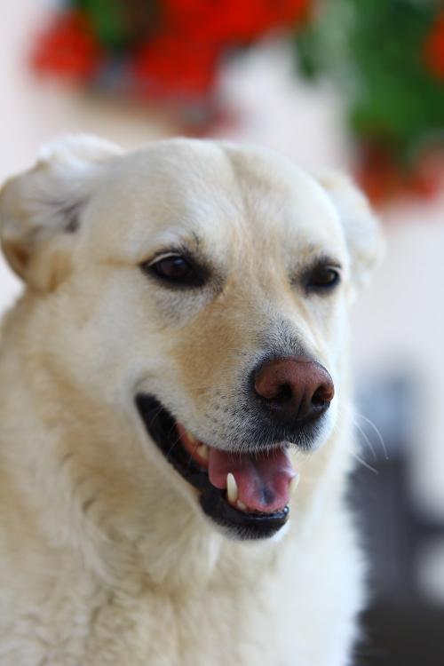 Hexi unser Hofhund zu Falkenstein