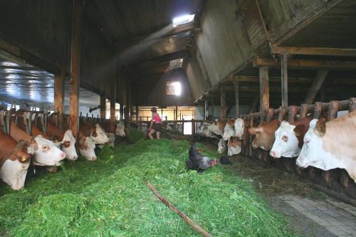 Futtertisch